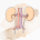 Urinary