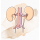 Urinary System