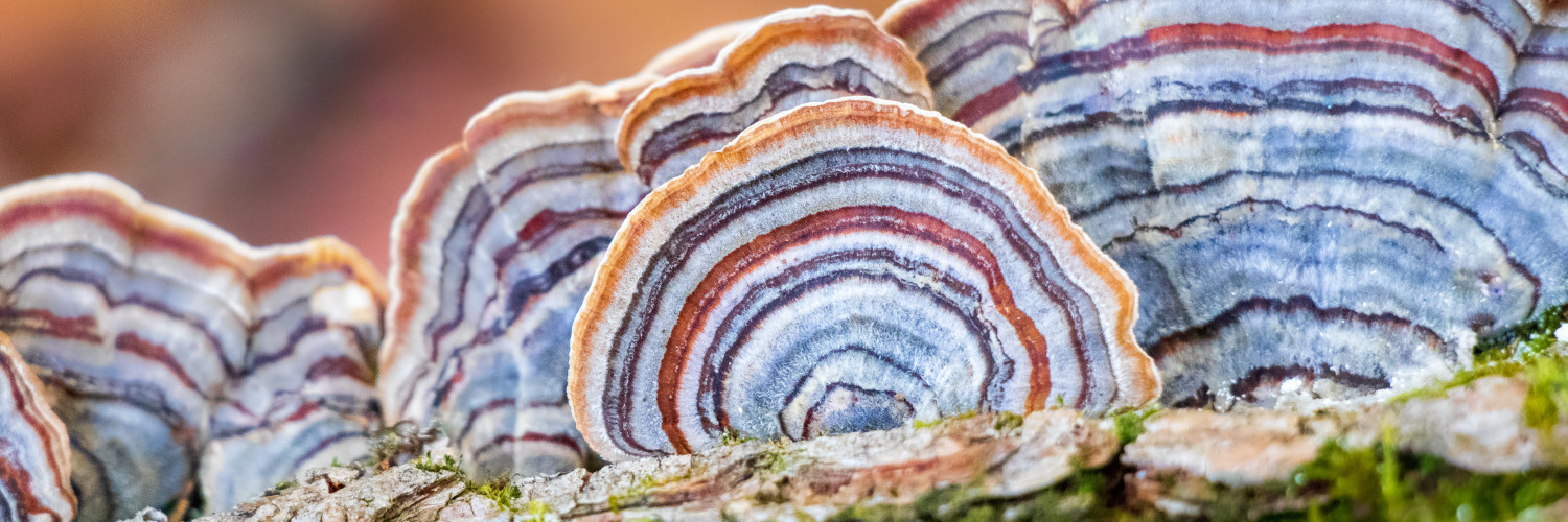 Turkey Tail Mushroom