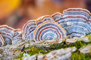 TURKEY TAIL: A NATURAL WONDER
