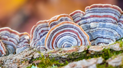 TURKEY TAIL: A NATURAL WONDER TURKEY TAIL: A NATURAL WONDER