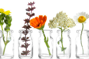 Is the Plant on the Label the Plant in the Bottle? What the Evidence Really Shows in 2026