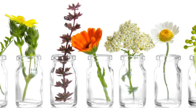 Is the Plant on the Label the Plant in the Bottle? What the Evidence Really Shows in 2026