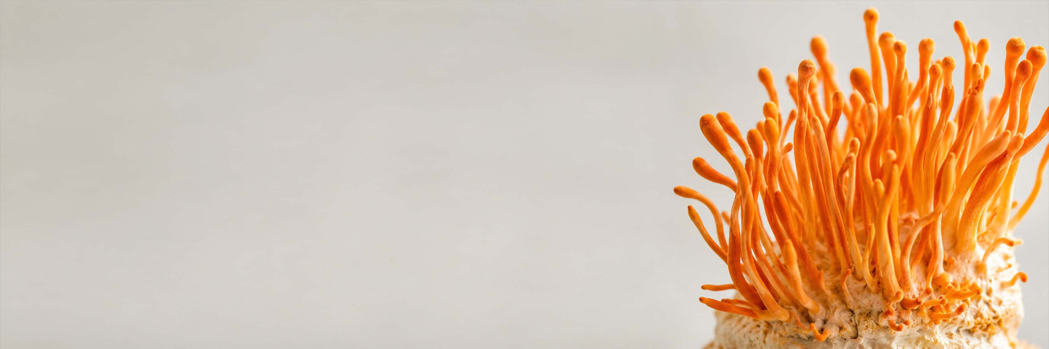 Cordyceps Mushroom (Cordyceps militaris): Cordycepin, Energy and Endurance