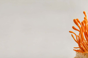 Cordyceps Mushroom (Cordyceps militaris): Cordycepin, Energy and Endurance