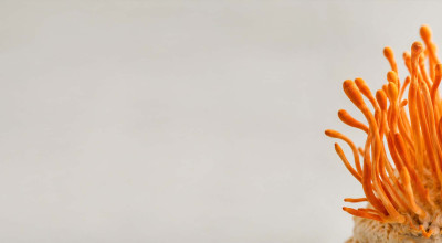 Cordyceps Mushroom (Cordyceps militaris): Cordycepin, Energy and Endurance
