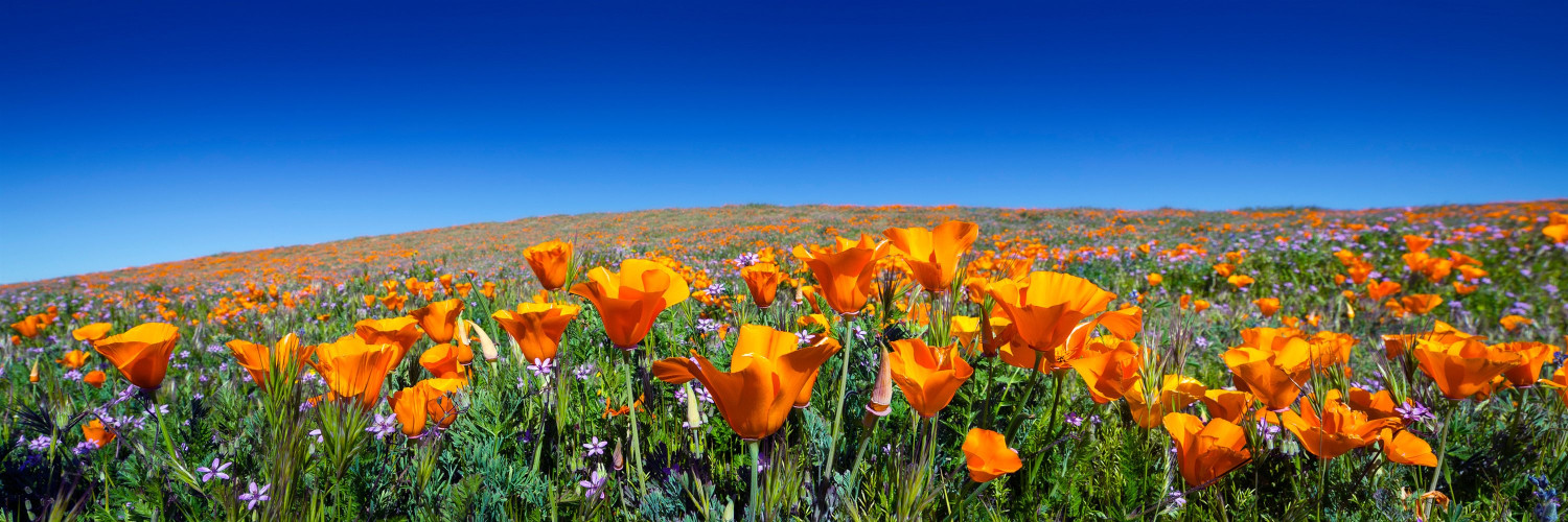 California Poppy (Eschscholzia californica): Gentle Alkaloids and an Evening Tradition