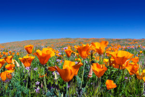 California Poppy (Eschscholzia californica): Gentle Alkaloids and an Evening Tradition