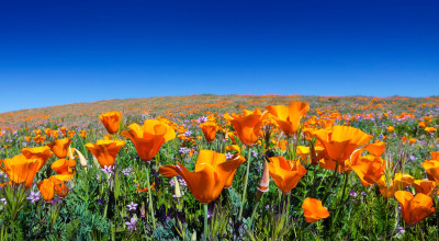 California Poppy (Eschscholzia californica): Gentle Alkaloids and an Evening Tradition