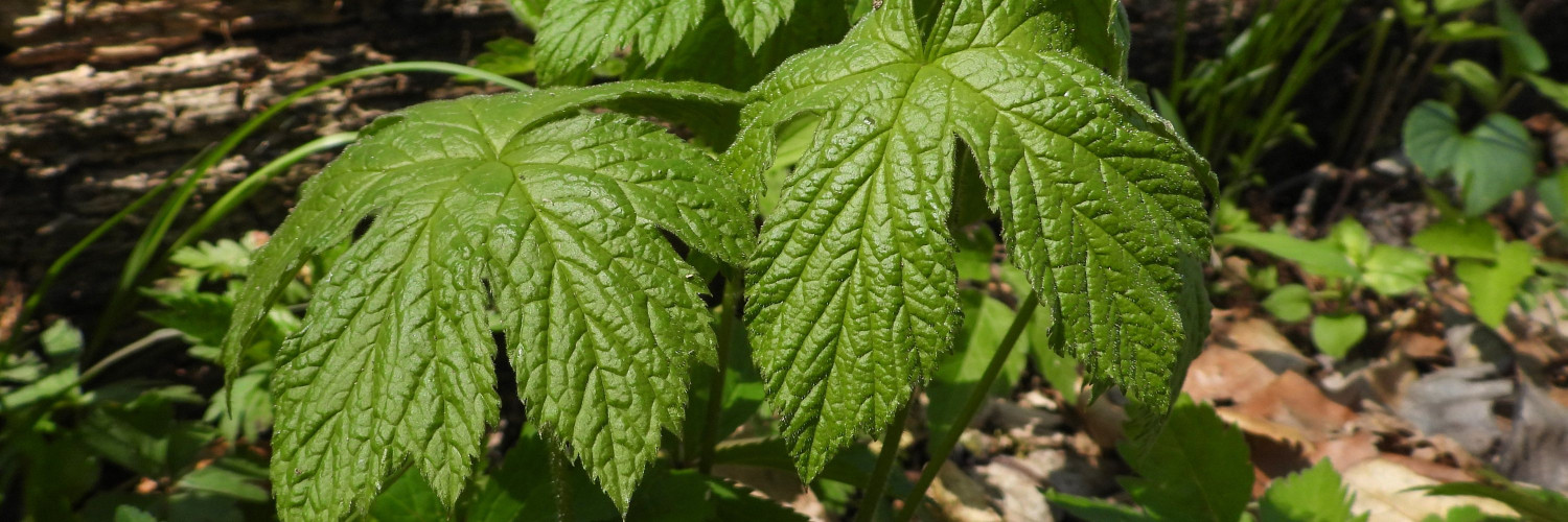 Goldenseal Root (Hydrastis canadensis): Berberine, Hydrastine and Two Cautions Worth Reading