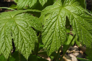 Goldenseal Root (Hydrastis canadensis): Berberine, Hydrastine and Two Cautions Worth Reading