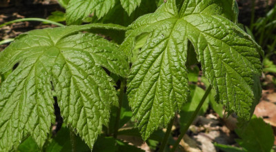 Goldenseal Root (Hydrastis canadensis): Berberine, Hydrastine and Two Cautions Worth Reading