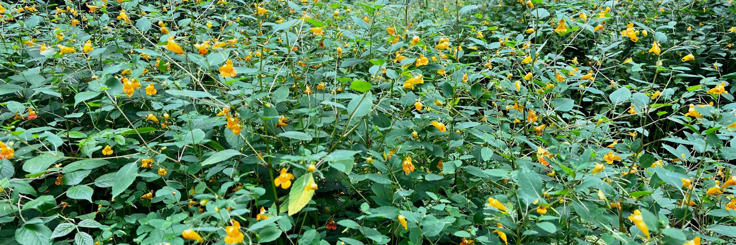 Jewelweed (Impatiens capensis): The Plant That Grows Beside Poison Ivy - and What the Research Actually Found