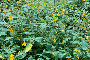 Jewelweed (Impatiens capensis): The Plant That Grows Beside Poison Ivy - and What the Research Actually Found
