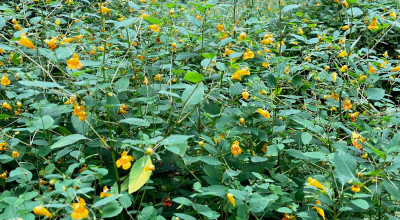 Jewelweed (Impatiens capensis): The Plant That Grows Beside Poison Ivy - and What the Research Actually Found