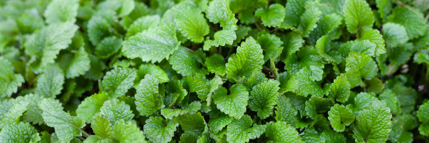 Lemon Balm (Melissa officinalis): Rosmarinic Acid, Calm and Restful Evenings