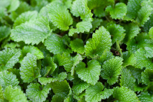 Lemon Balm (Melissa officinalis): Rosmarinic Acid, Calm and Restful Evenings