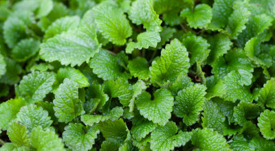 Lemon Balm (Melissa officinalis): Rosmarinic Acid, Calm and Restful Evenings