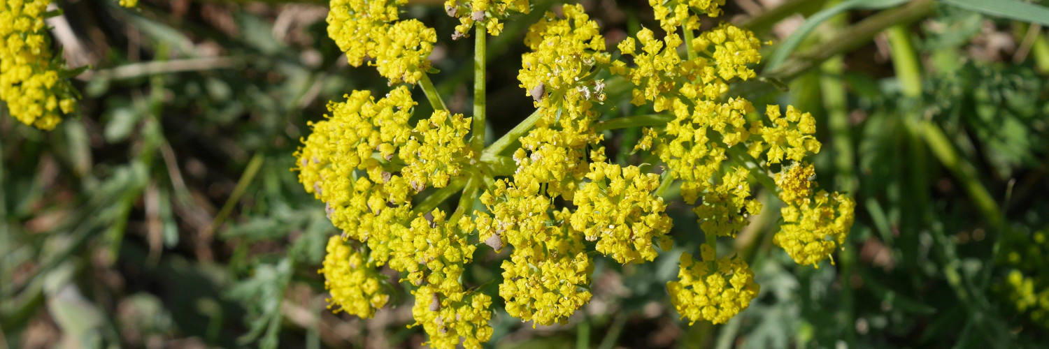 Lomatium Root (Lomatium dissectum): The Great Medicine of the American West
