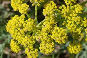 Lomatium Root (Lomatium dissectum): The Great Medicine of the American West