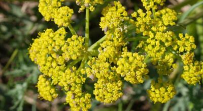 Lomatium Root (Lomatium dissectum): The Great Medicine of the American West