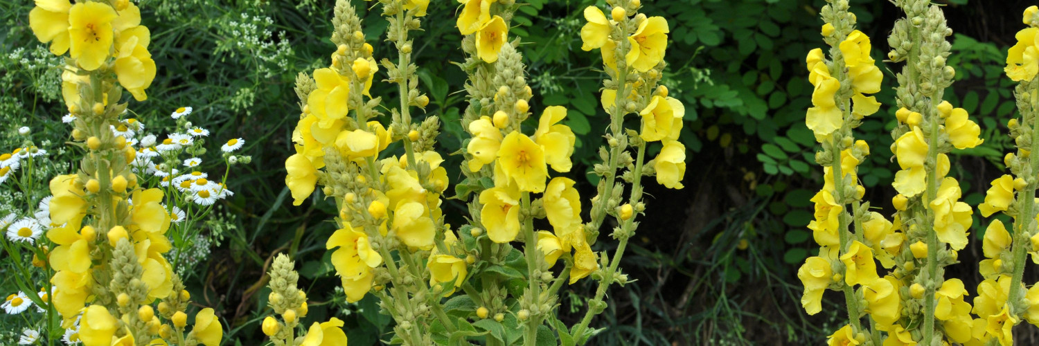 Mullein Leaf (Verbascum thapsus): Mucilage, Verbascoside and a Two-Thousand-Year Tradition