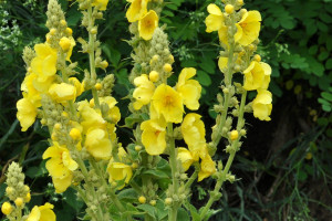 Mullein Leaf (Verbascum thapsus): Mucilage, Verbascoside and a Two-Thousand-Year Tradition