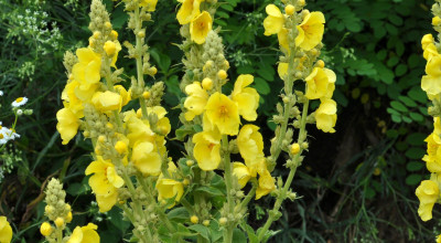 Mullein Leaf (Verbascum thapsus): Mucilage, Verbascoside and a Two-Thousand-Year Tradition