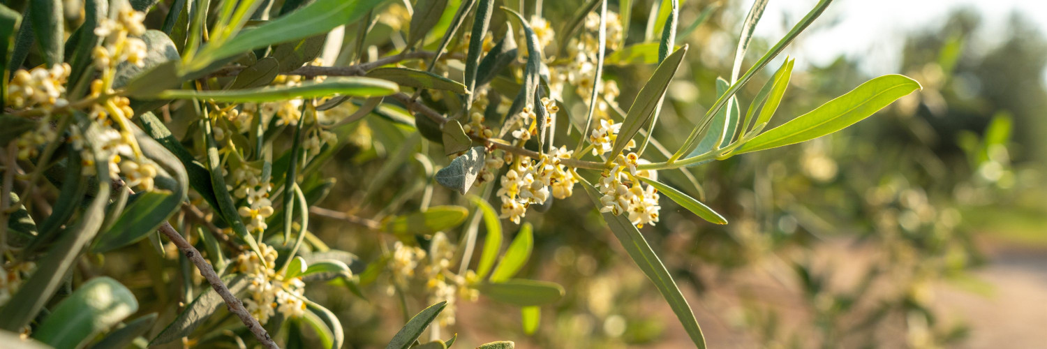 Olive Leaf (Olea europaea): Oleuropein, Circulation and Mediterranean Tradition