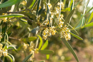 Olive Leaf (Olea europaea): Oleuropein, Circulation and Mediterranean Tradition