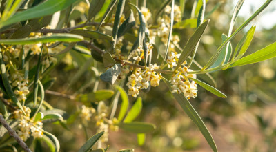 Olive Leaf (Olea europaea): Oleuropein, Circulation and Mediterranean Tradition