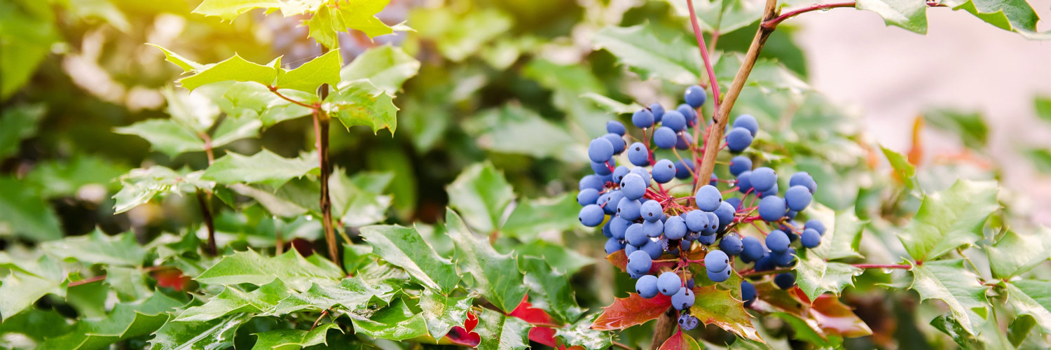 Oregon Grape Root (Mahonia aquifolium): Berberine and the Bitter Tonic Tradition