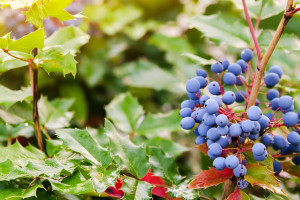 Oregon Grape Root (Mahonia aquifolium): Berberine and the Bitter Tonic Tradition