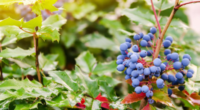 Oregon Grape Root (Mahonia aquifolium): Berberine and the Bitter Tonic Tradition
