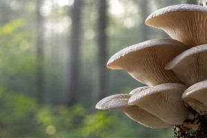 Oyster Mushroom (Pleurotus ostreatus): Beta-Glucans, Ergothioneine and Everyday Wellness