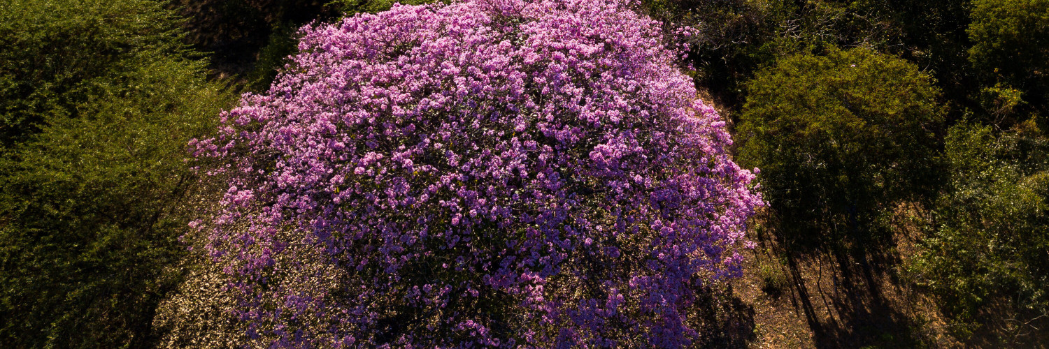Pau d'Arco (Tabebuia impetiginosa): Lapachol, the Bow Tree of South America and What the Research Shows