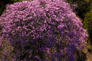 Pau d'Arco (Tabebuia impetiginosa): Lapachol, the Bow Tree of South America and What the Research Shows