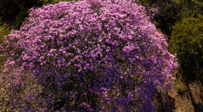 Pau d'Arco (Tabebuia impetiginosa): Lapachol, the Bow Tree of South America and What the Research Shows