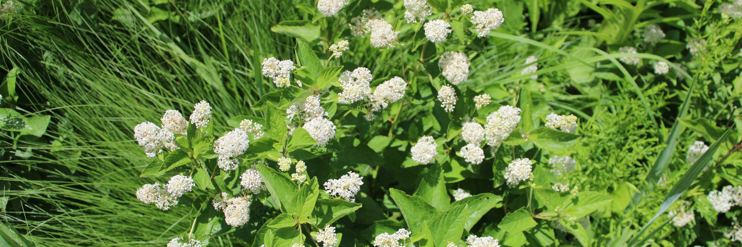 Red Root (Ceanothus americanus): New Jersey Tea, Cyclopeptide Alkaloids and an Astringent Tradition