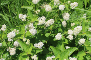 Red Root (Ceanothus americanus): New Jersey Tea, Cyclopeptide Alkaloids and an Astringent Tradition
