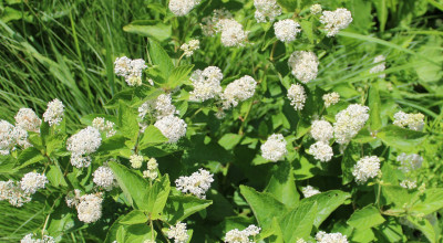 Red Root (Ceanothus americanus): New Jersey Tea, Cyclopeptide Alkaloids and an Astringent Tradition