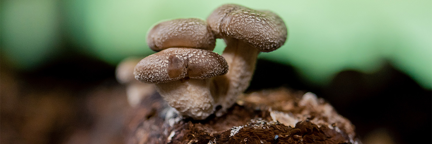 Unlocking Shiitake Mushroom Benefits