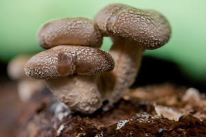UNLOCKING SHIITAKE MUSHROOM BENEFITS