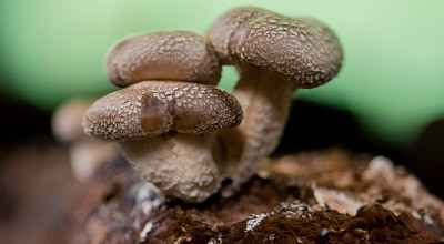 UNLOCKING SHIITAKE MUSHROOM BENEFITS UNLOCKING SHIITAKE MUSHROOM BENEFITS