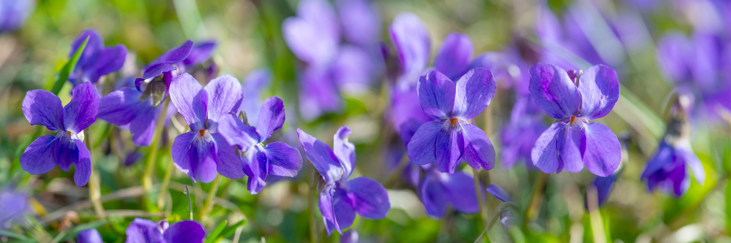 Sweet Violet (Viola odorata): Cyclotides, Mucilage and Two Thousand Years of Use