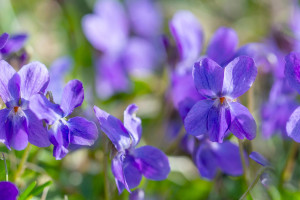 Sweet Violet (Viola odorata): Cyclotides, Mucilage and Two Thousand Years of Use