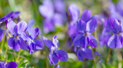 Sweet Violet (Viola odorata): Cyclotides, Mucilage and Two Thousand Years of Use