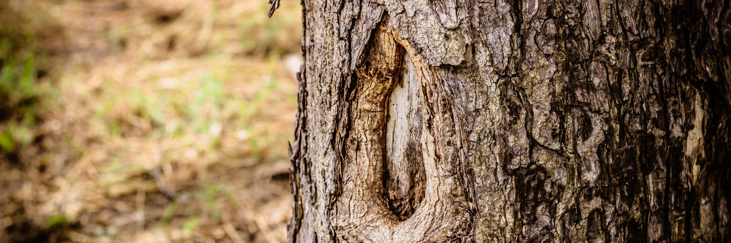 Wild Cherry Bark (Prunus serotina): Prunasin, the Cherry-Almond Aroma and an Honest Caution