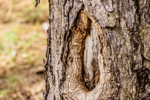 Wild Cherry Bark (Prunus serotina): Prunasin, the Cherry-Almond Aroma and an Honest Caution