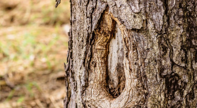 Wild Cherry Bark (Prunus serotina): Prunasin, the Cherry-Almond Aroma and an Honest Caution